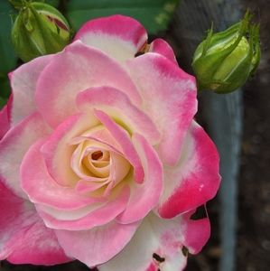 Meet your Posher, Natalia